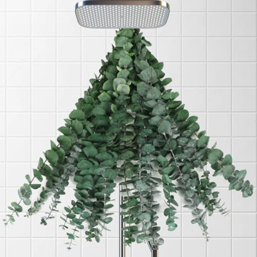 Dried Eucalyptus Stems for Sho - Home Fragrance Eucalyptus 评论和价格