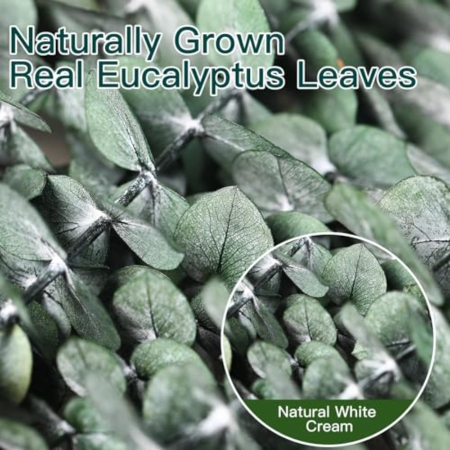 Dried Eucalyptus Stems for Sho - Home Fragrance Eucalyptus 评论和价格